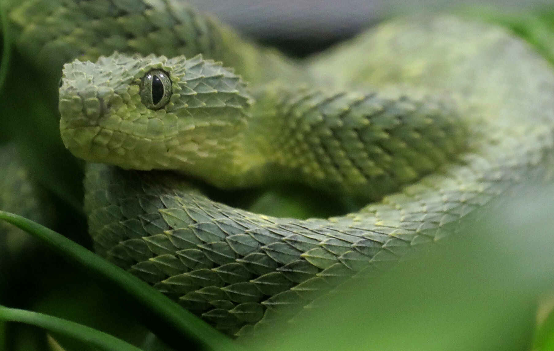Snake